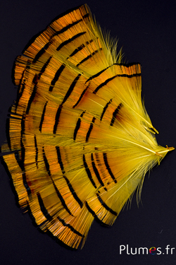 Faisan doré - 4-6 cm - orange doré-jaune